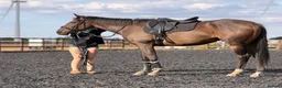 English Thoroughbred horses for sale:     Roman – Sweet TB Gelding with Huge Potential in Newark - Advert 1