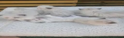 Ragdoll cats for sale: 💫Stunning Ragdoll Kittens 💫 - Advert 3
