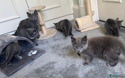 Russian Blue cats for sale: Russian Blue Kittens  in Lanark - Image 27