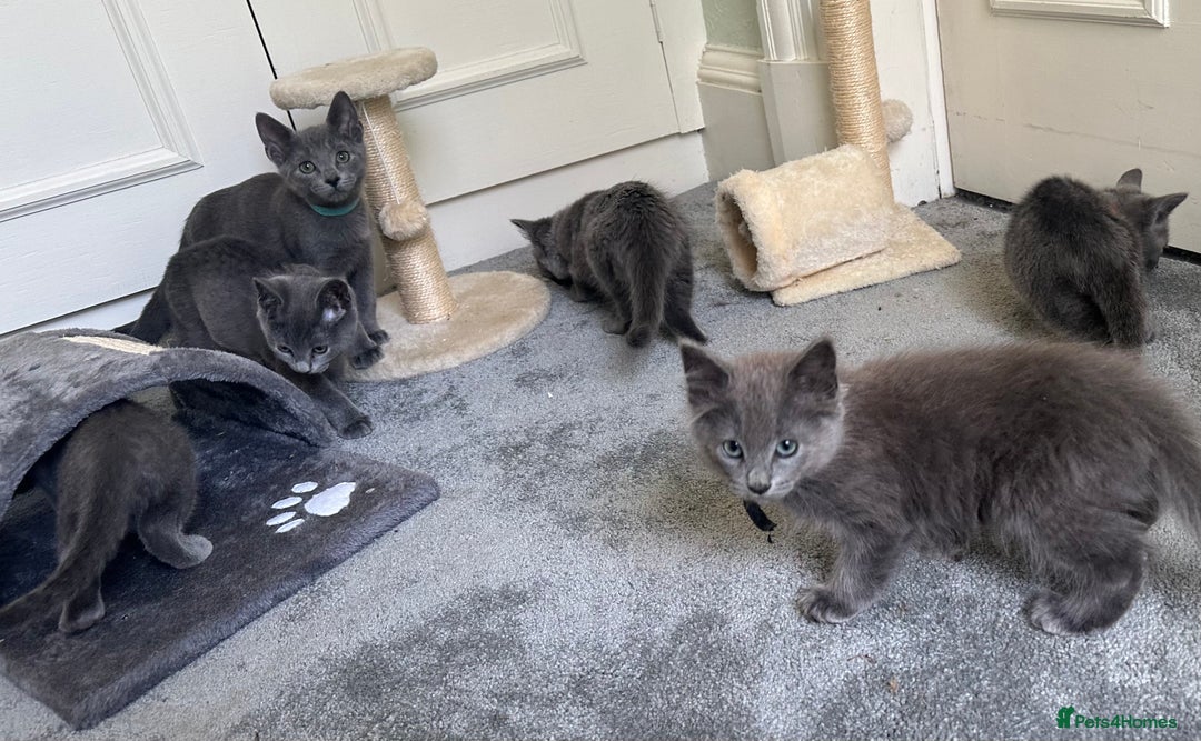 Russian Blue cats for sale: Russian Blue Kittens  in Lanark - Image 27