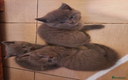 British Shorthair cats for sale: Little british shorthair kittens  - Image 13