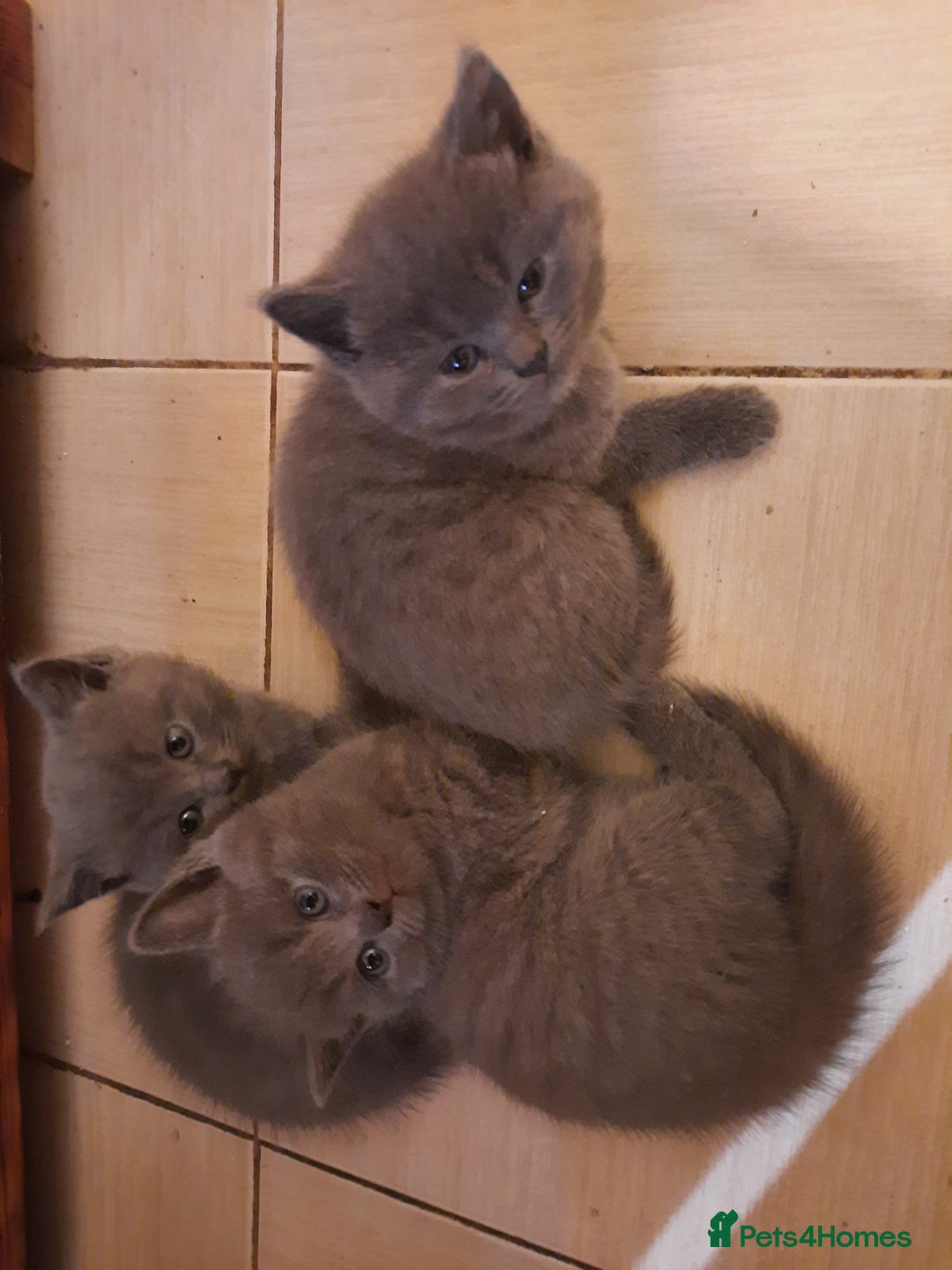 British Shorthair cats for sale: Little british shorthair kittens  - Image 13