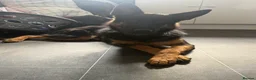 German Shepherd dogs for sale: 2 young beautiful German shepherd pups  - Advert 15