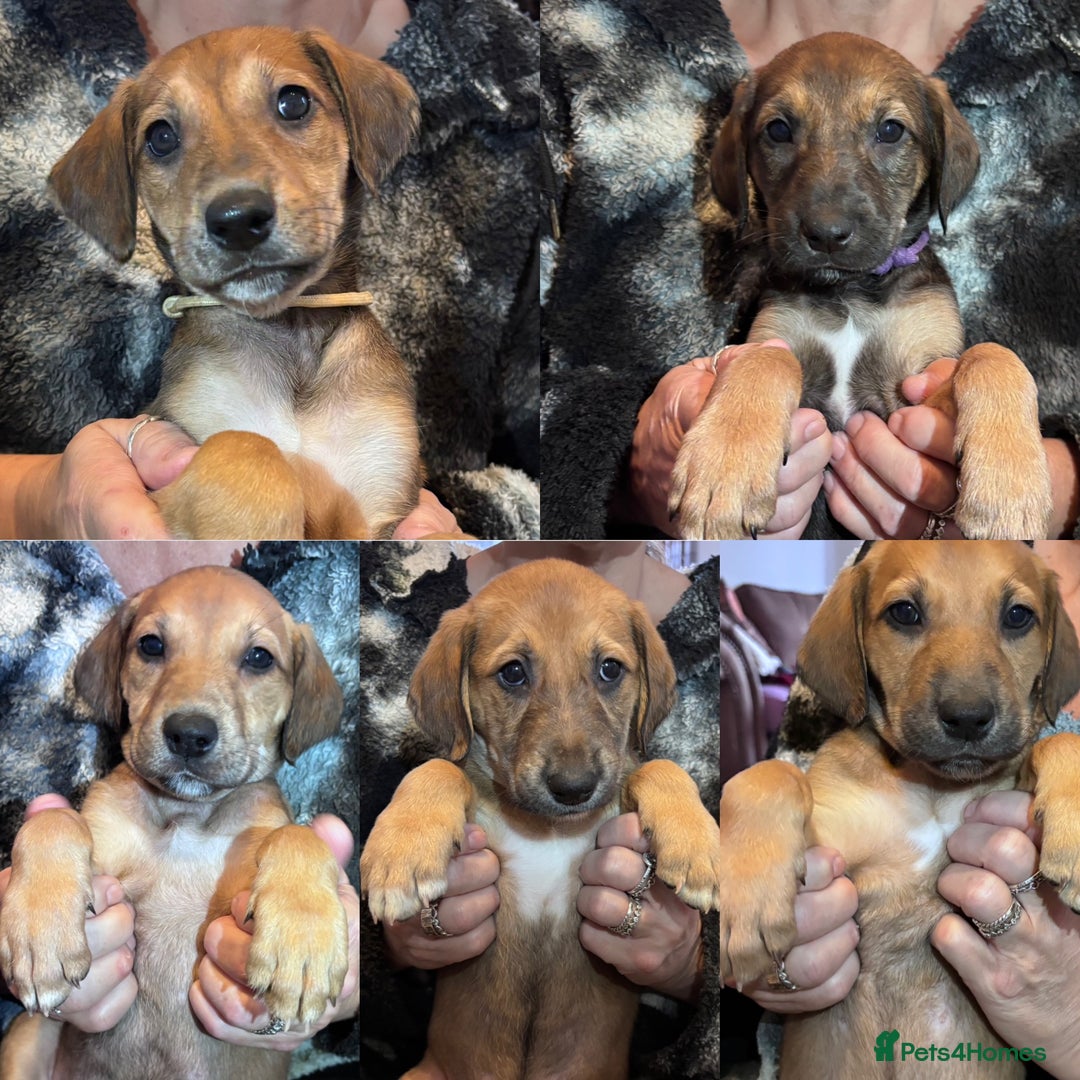 Mixed Breed dogs for sale: SalukiX⭐️ ONLY 4 Left ! READY TO GO  - Advert 1