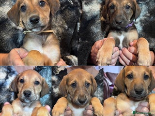Mixed Breed dogs SalukiX⭐️(5/14left!)CHIP,1STVAX,H-CHECKED BY VET - Advert 9