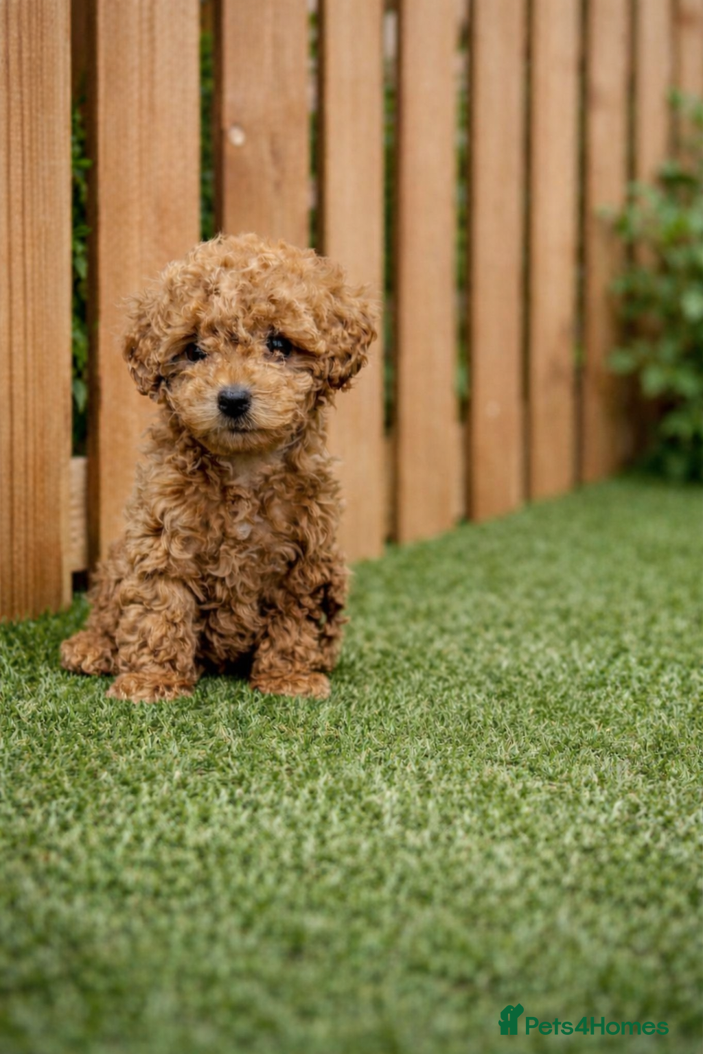 Mixed Breed dogs 🐩Asian Line Poodles- Ready To Leave 🐩  - Advert 2