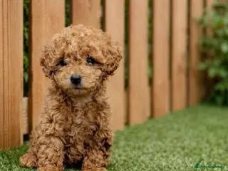Mixed Breed dogs 🐩Asian Line Poodles- Ready To Leave 🐩 - Advert 3