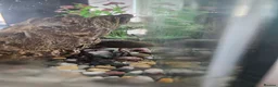 Other/Mixed Breed fish for sale: Axolotl and tank set up in Warrington - Advert 2