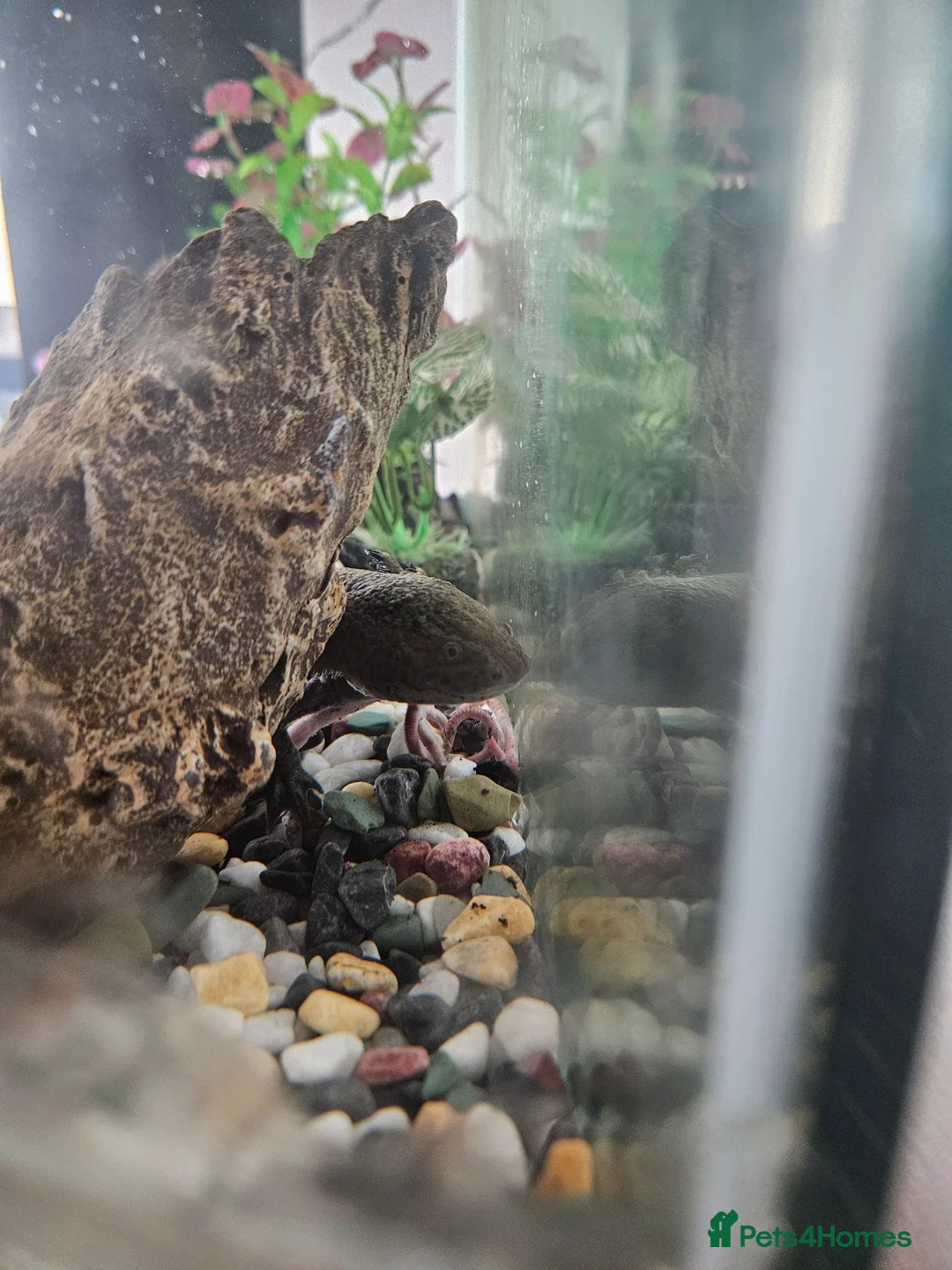 Other/Mixed Breed fish for sale: Axolotl and tank set up in Warrington - Advert 2