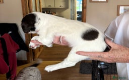 English Springer Spaniel dogs for sale: KC registered English Springer Spaniels  - Image 14