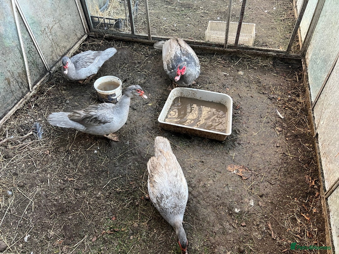 Ducks poultry for sale: Muscovy duck  - Image 3