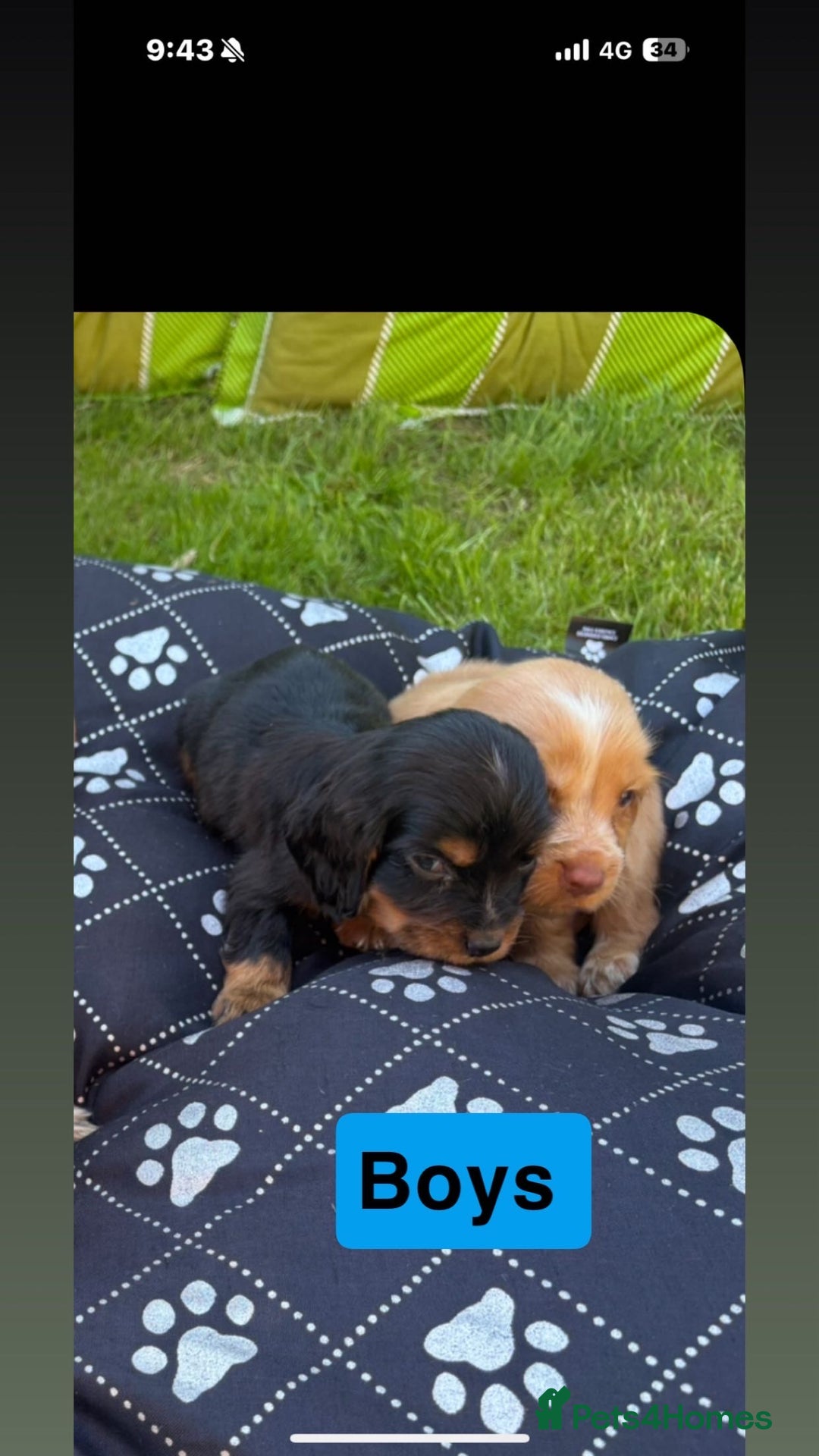 Cocker Spaniel dogs for sale: Cocker spaniel puppies - Image 8