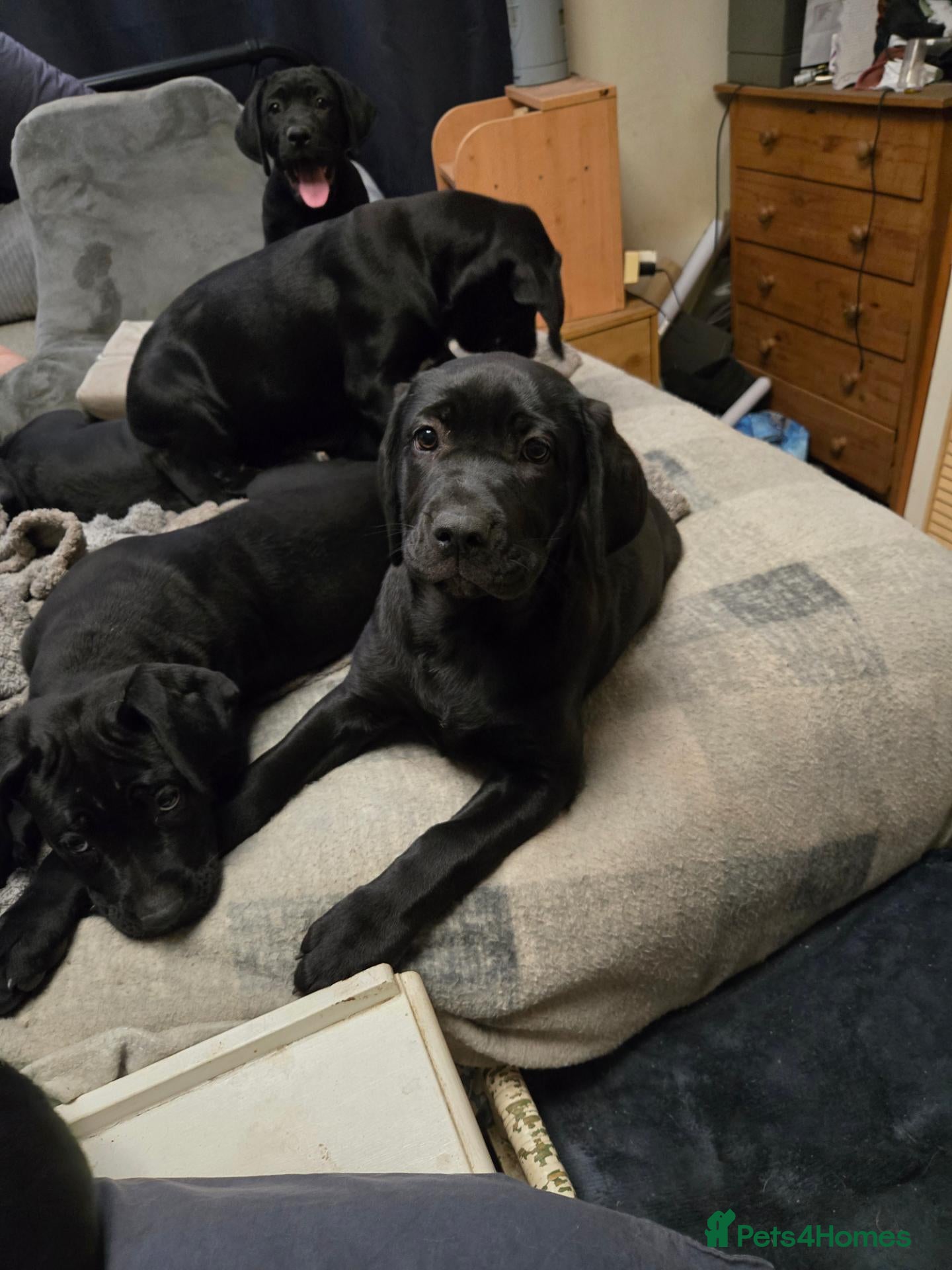 Mixed Breed dogs Corsodors - Labrador X Italian Corso Puppies - Advert 4