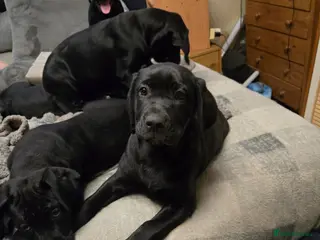 Mixed Breed dogs Corsodors - Labrador X Italian Corso Puppies - Advert 4