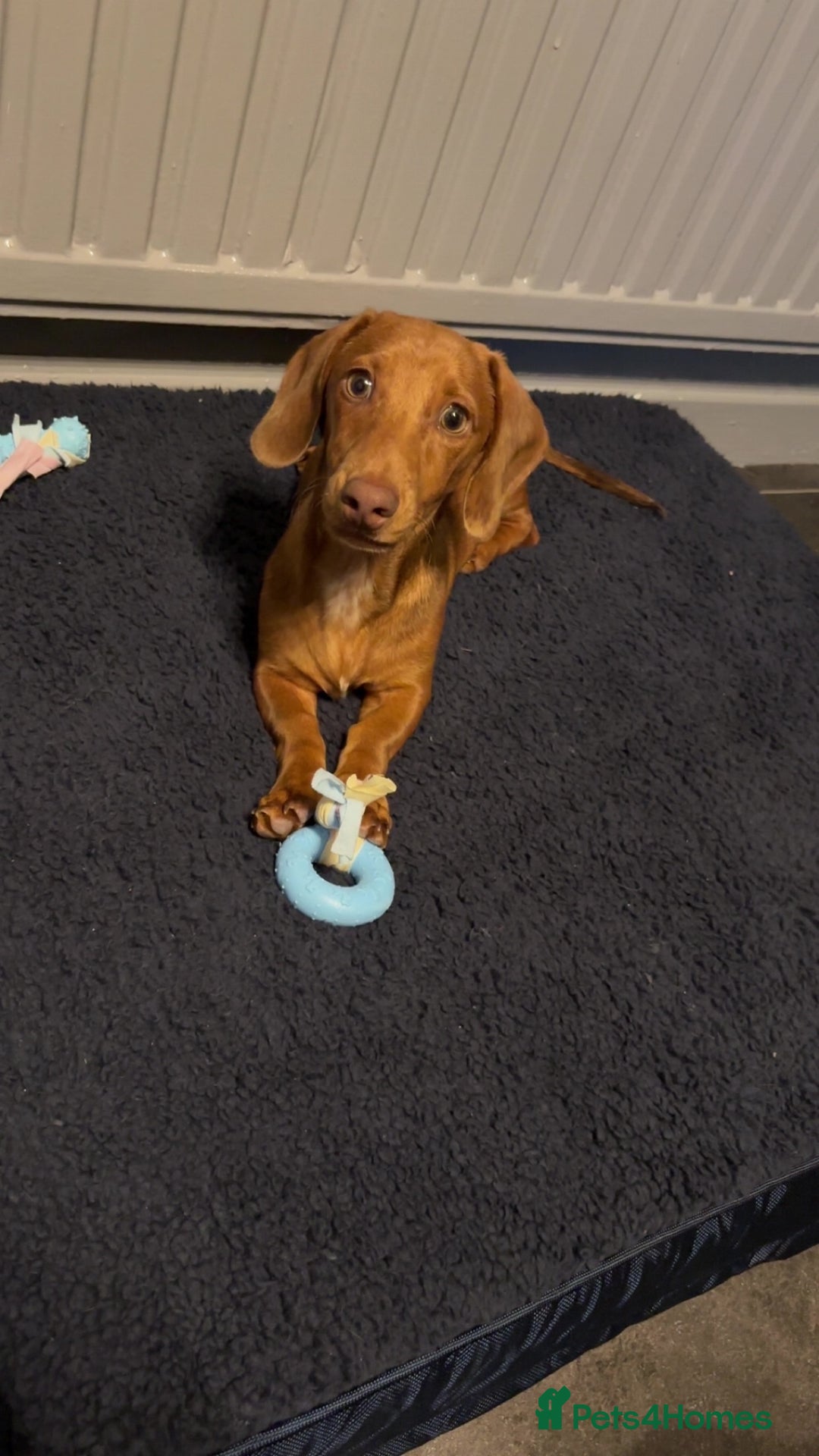 Dachshund dogs for sale: Boy dachshund - Image 2