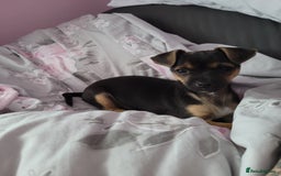Mixed Breed dogs for sale: Chihuahua x jack males - Image 9