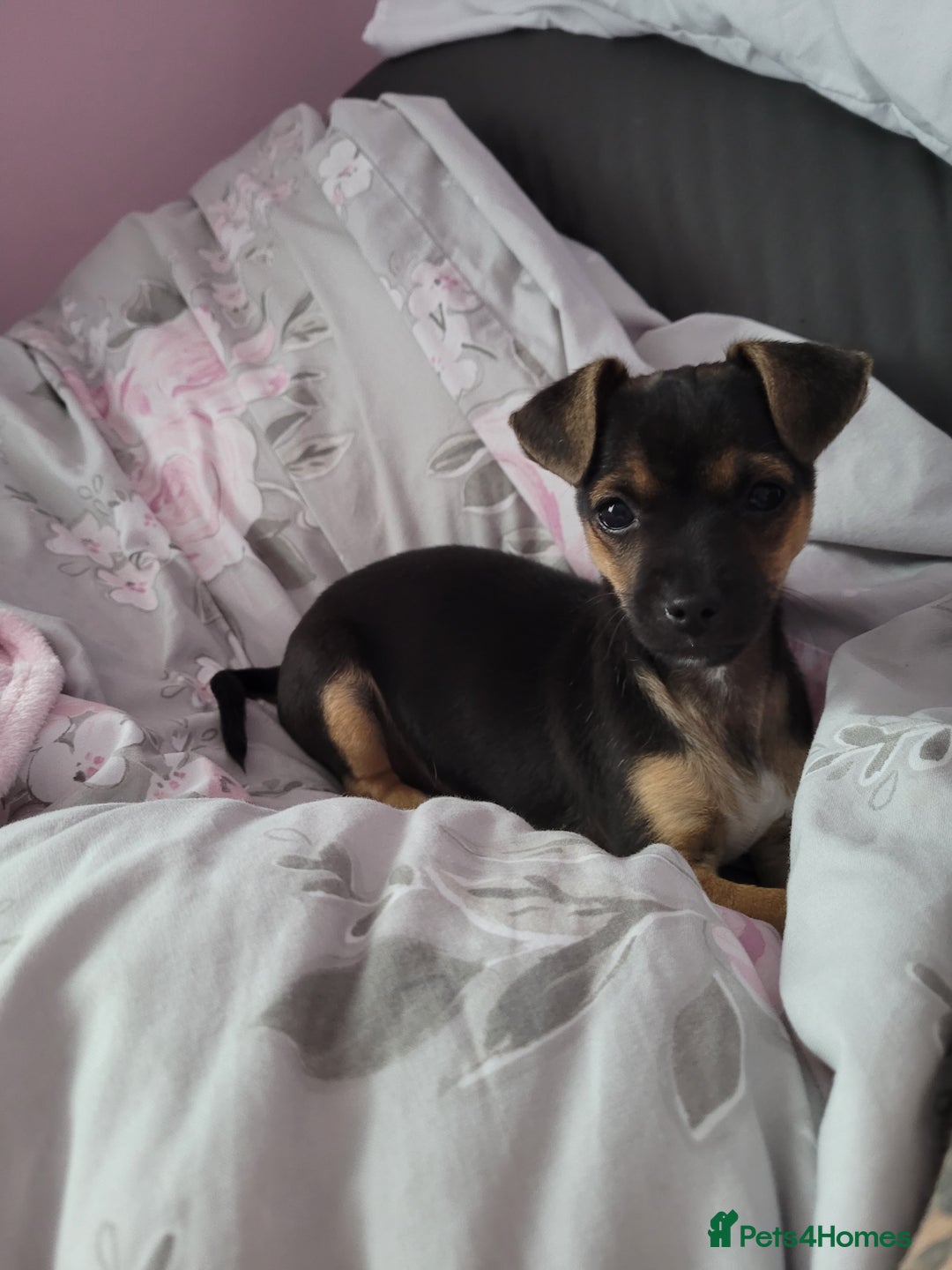 Mixed Breed dogs for sale: Chihuahua x jack males - Image 9
