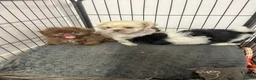 Shih Tzu dogs for sale: Fluffy Fluff Balls - Advert 7