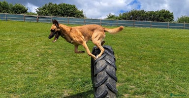 Belgian Shepherd Dog dogs in Treorchy - Advert 1