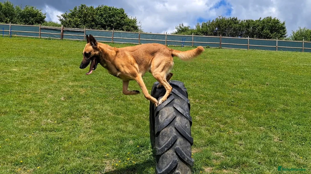 Belgian Shepherd Dog dogs for stud: Fully health tested, proven, KC reg Malinois stud in Treorchy - Advert 6
