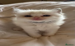 Ragdoll cats for sale: 5 Beautiful Ragdolls looking for a new home  - Image 12