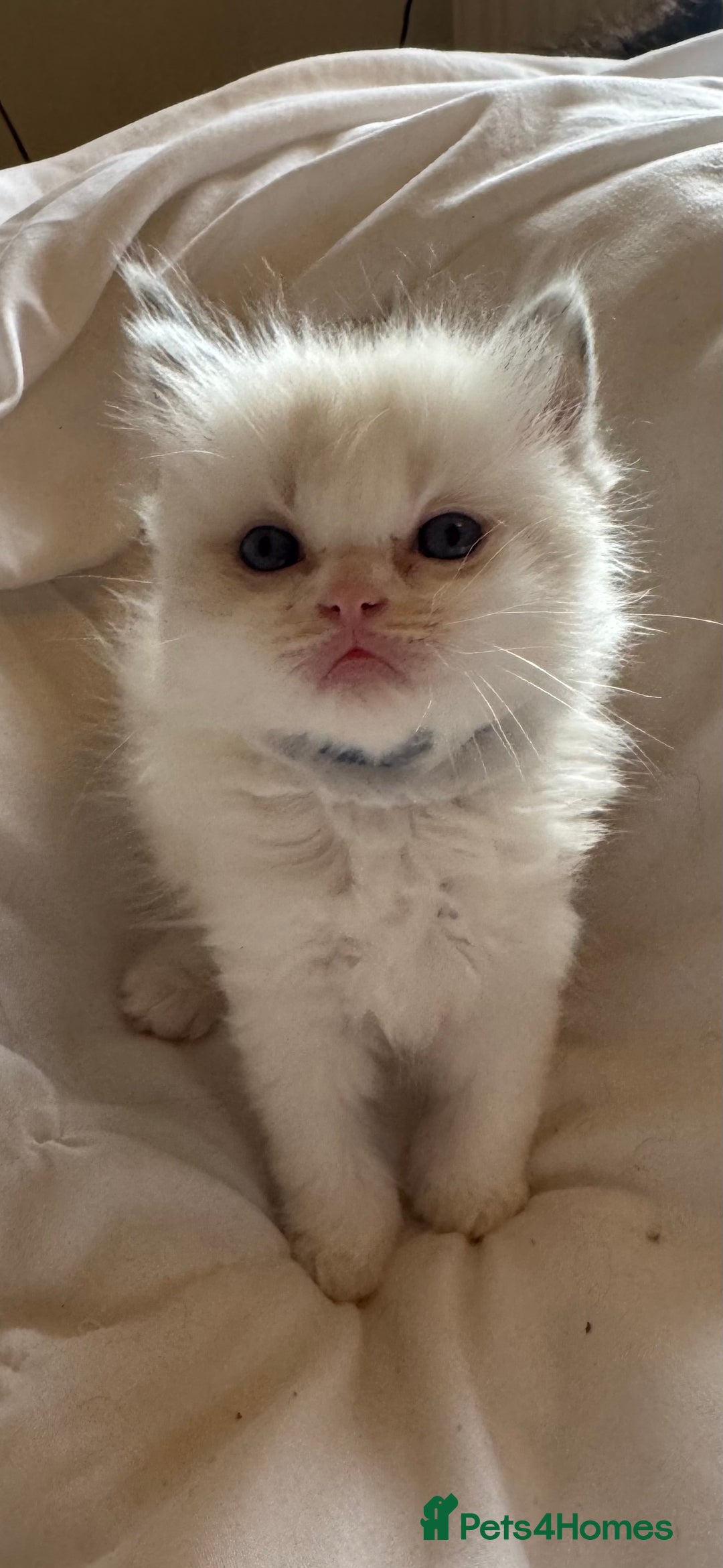 Ragdoll cats for sale: 5 Beautiful Ragdolls looking for a new home  - Image 12