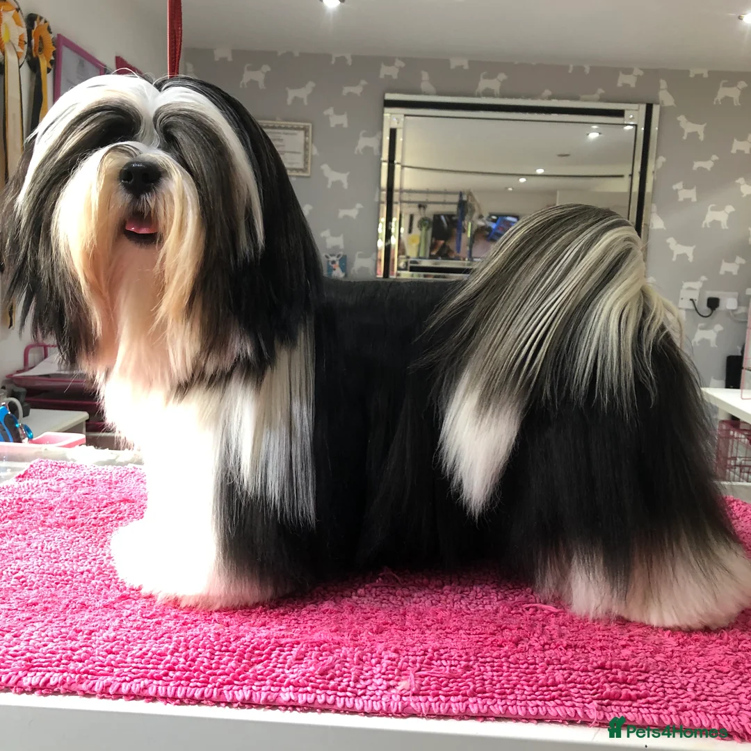 Lhasa Apso dogs for stud: Lhasa apso stud in Warwick - Advert 5