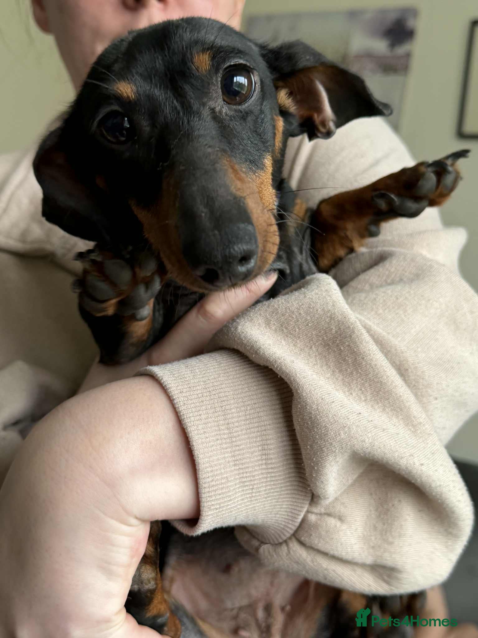 Miniature Dachshund dogs Lilly miniature dachshund  - Advert 4