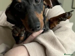 Miniature Dachshund dogs Lilly miniature dachshund - Advert 1