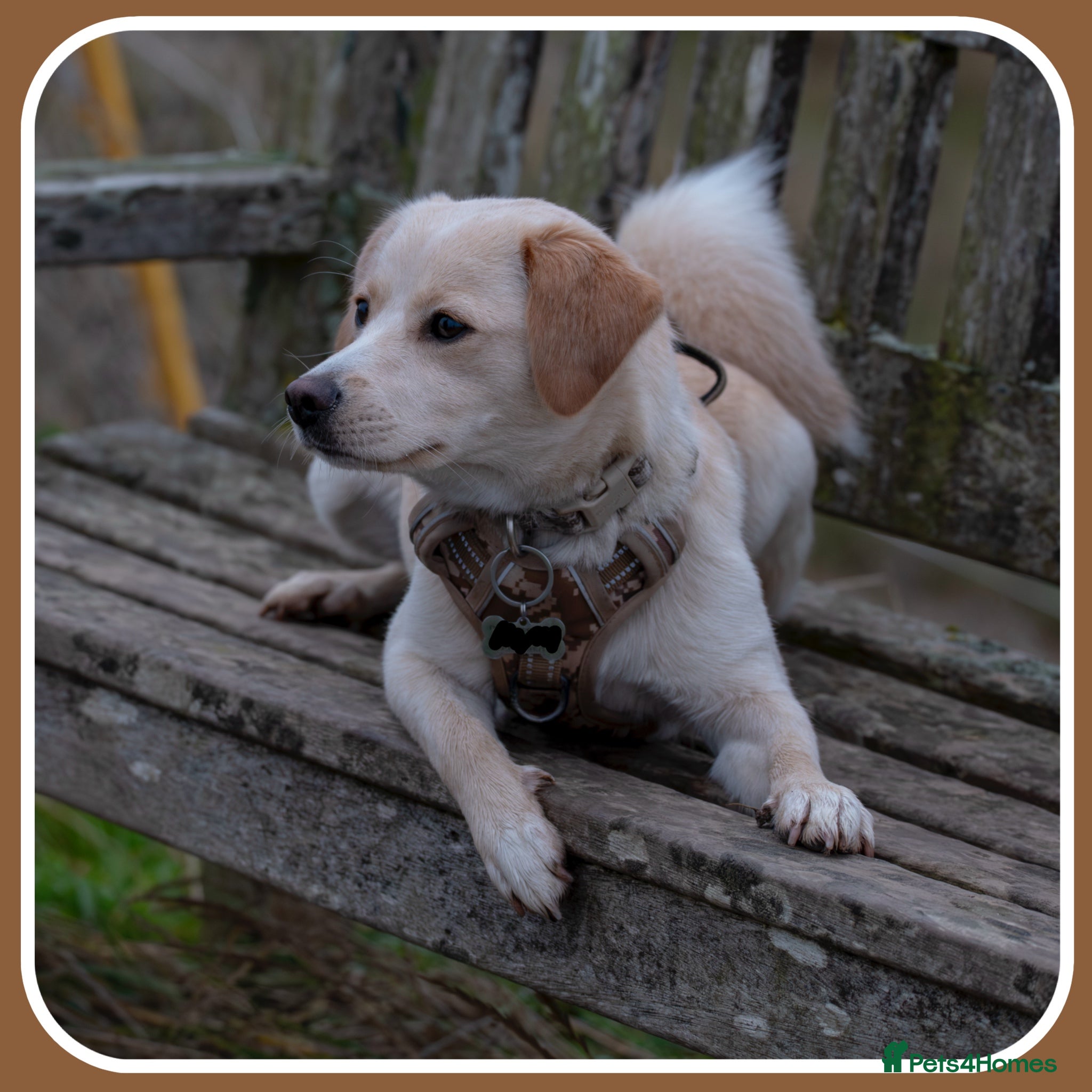 Mixed Breed dogs Belle the pomeagle - Advert 8