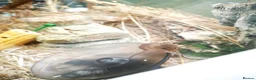 Mouse rodents for sale: Harvest mice  - Advert 5