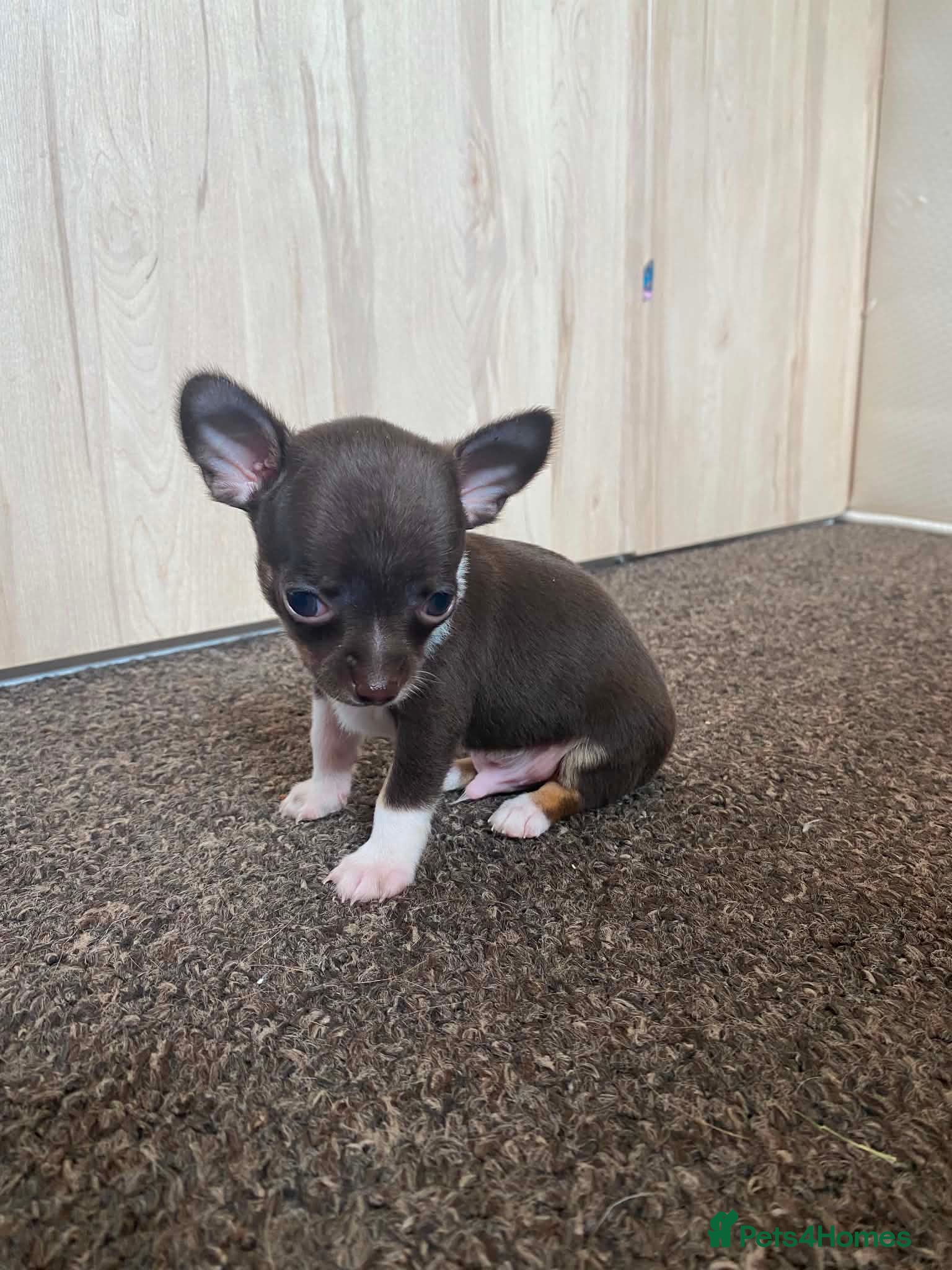 Chihuahua dogs for sale: Chihuahua puppies - Advert 5