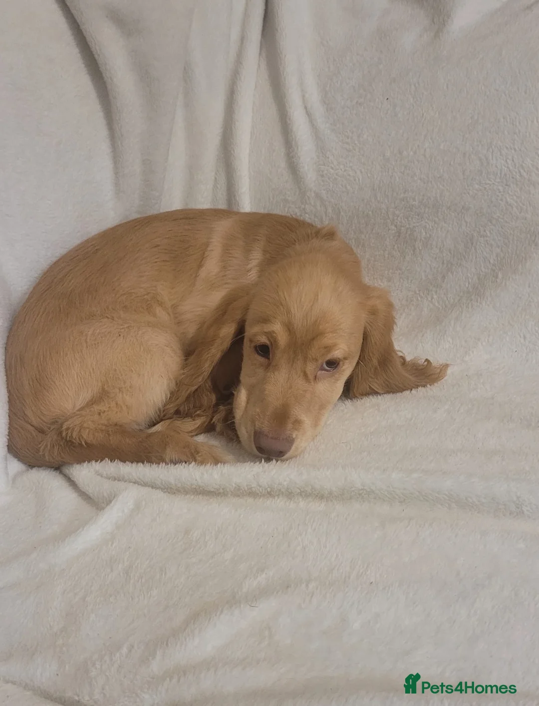 Cocker Spaniel dogs for sale: cocker spaniel puppies in Dover - Advert 6