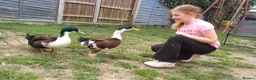 Ducks poultry for sale: X2 drakes  in Queenborough - Advert 2