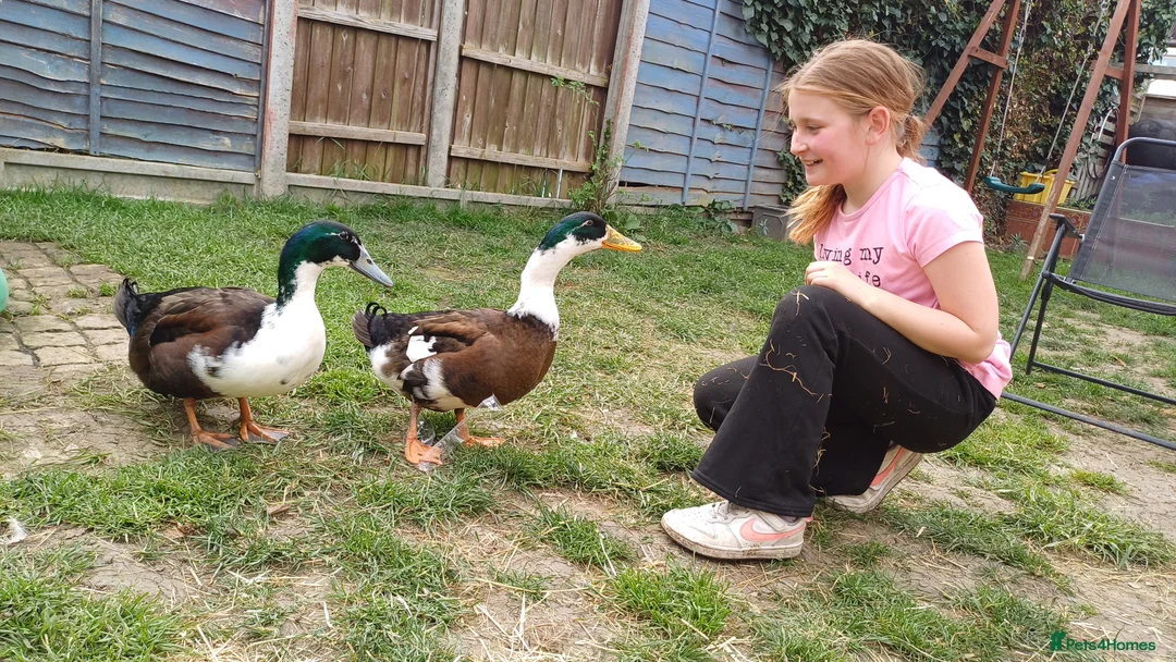 Ducks poultry for sale: X2 drakes  in Queenborough - Advert 2