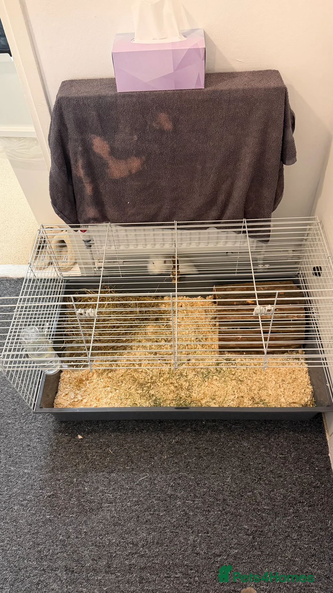 Dwarf Hotot rabbits for sale: Rabbit needs rehoming  - Advert 8