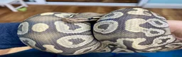 Python Snake reptiles for sale: Ball pythons looking for new home  - Advert 18