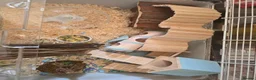 Hamster rodents for sale: Hamsters - Advert 3