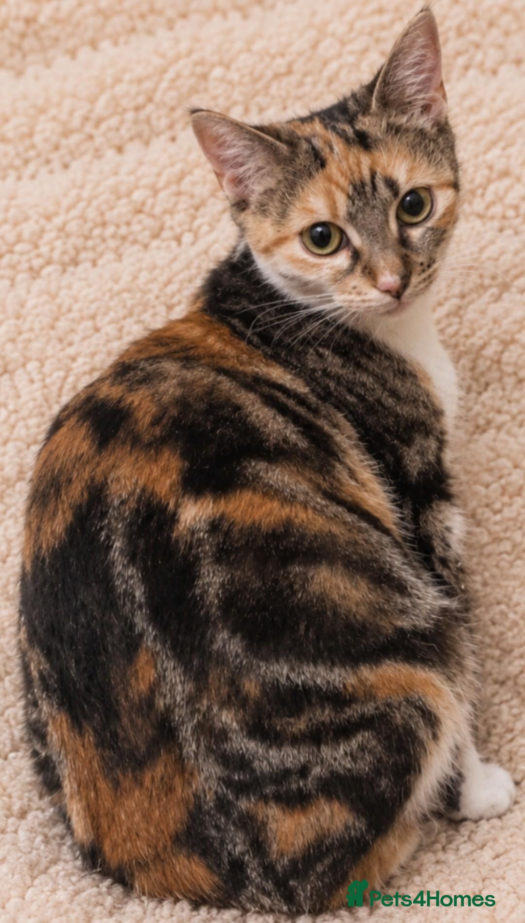 Mixed Breed cats Find a forever home for kittens🐈 - Advert 1