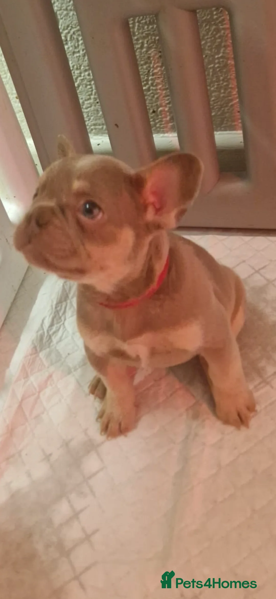 French Bulldog dogs for sale: French bulldog puppies ready to leave in 1 week - Advert 2