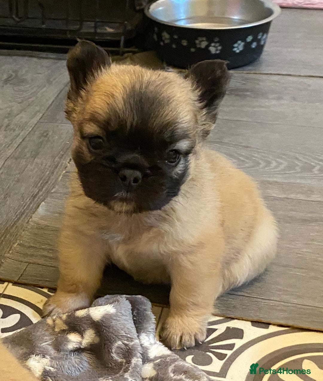 French Bulldog dogs for sale: Quality health tested/KC fluffy French bulldogs - Image 7
