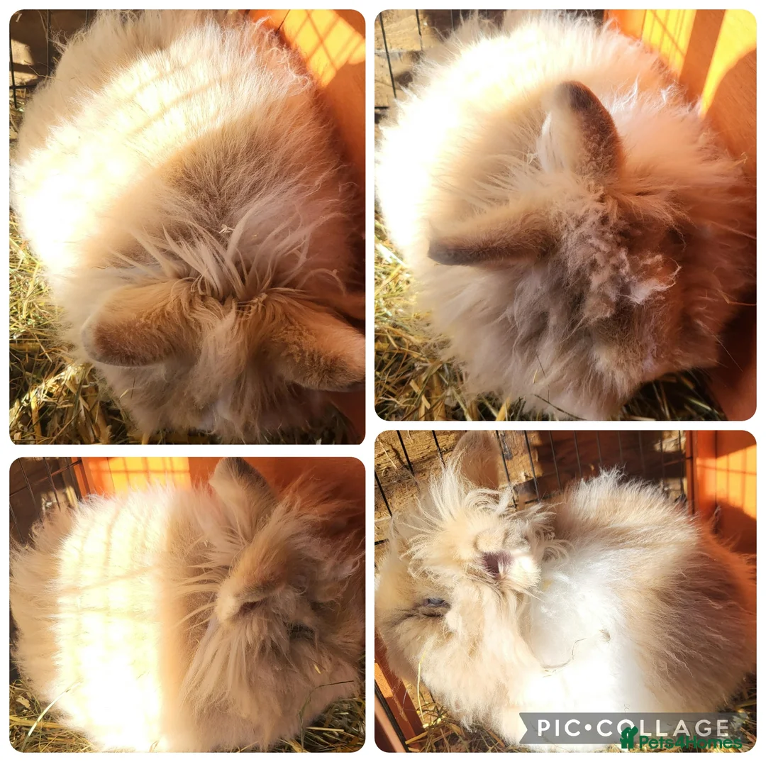 Mixed Breed rabbits for sale: 2 beautiful females lionhead cross mini lion lop  - Advert 2