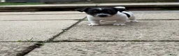 Jack Russell dogs for sale: 3 beautiful Jack Russell girls - Advert 19