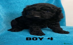 Goldendoodle dogs for sale: Miniature Golden Doodle pups - Image 4