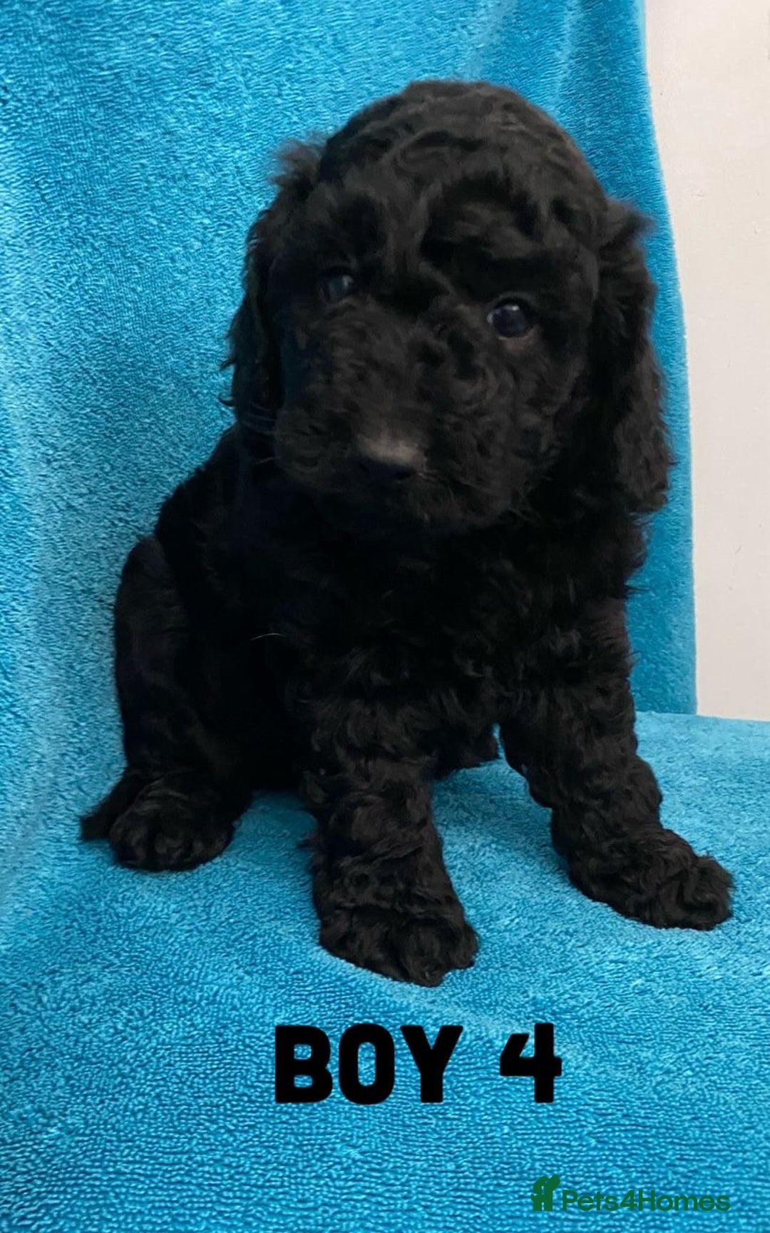 Goldendoodle dogs for sale: Miniature Golden Doodle pups - Image 4