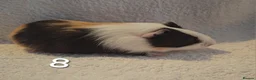 Guinea Pig rodents for sale: Beautiful Baby guineas ready now ♥️ - Advert 8