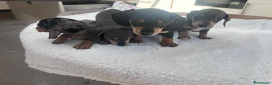 Miniature Dachshund 3