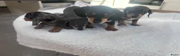 Miniature Dachshund dogs for sale: ****mini dachshunds *** in Nottingham - Advert 7