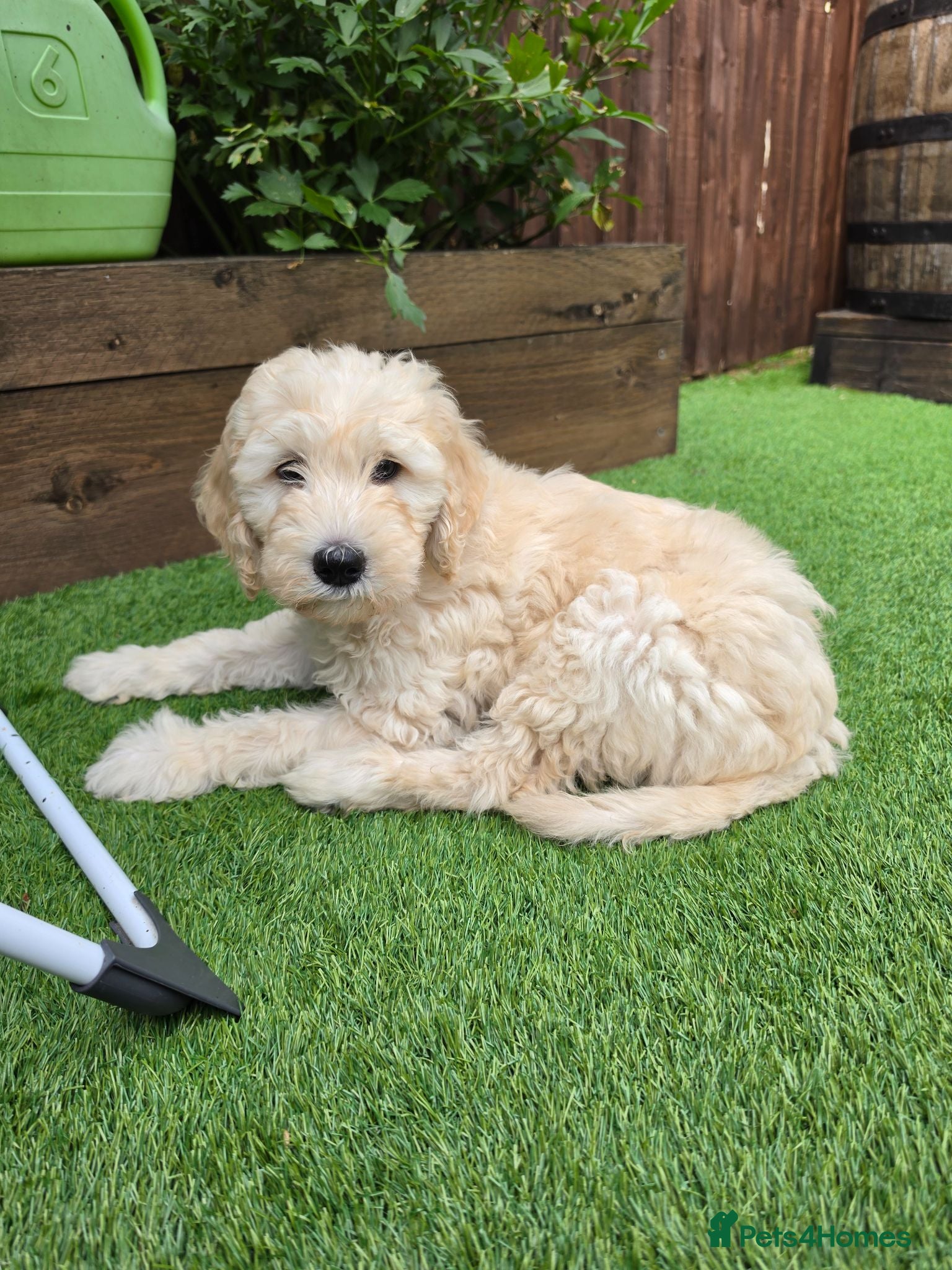 Goldendoodle dogs FB2 Goldendoodle, Both parents DNA clear 100% - Advert 2