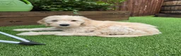 Goldendoodle dogs for sale: LAST girl left of Multigen.Goldendoodle Puppies!!! - Advert 2